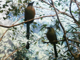 Смотреть фото Синешапочный момот Фото Синешапочный момот