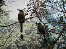 Смотреть фото Синешапочный момот Фото Синешапочный момот