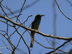 Смотреть фото Синебородая щурка Фото Синебородая щурка