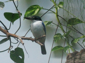 Фото Белошейная альциона