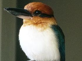 Смотреть фото Микронезийская альциона Фото Микронезийская альциона