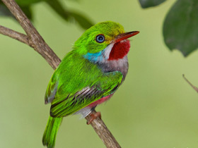 Смотреть фото Кубинский тоди Фото Кубинский тоди