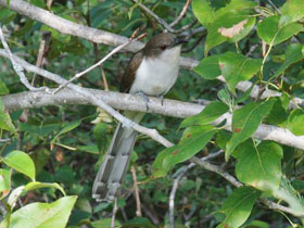 Смотреть фото Черноклювая американская кукушка Фото Черноклювая американская кукушка