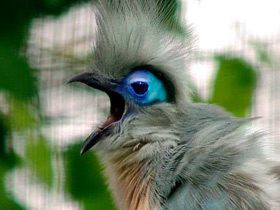 Хохлатая мадагаскарская кукушка Хохлатая мадагаскарская кукушка