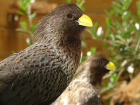 Смотреть фото Чернохвостый бананоед-подорожник Фото Чернохвостый бананоед-подорожник