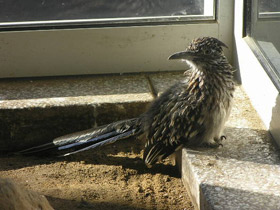 Фото Кукушка-подорожник