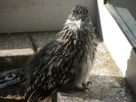 Фото Кукушка-подорожник