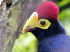 Смотреть фото Турако леди Росс Фото Турако леди Росс