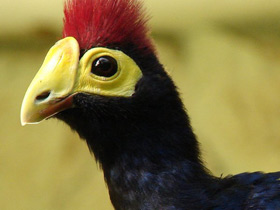 Турако леди Росс Турако леди Росс