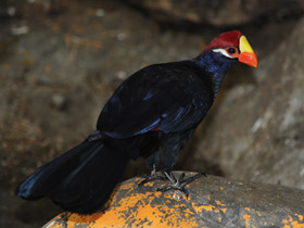 Смотреть фото Фиолетовый турако Фото Фиолетовый турако