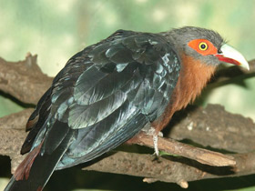 Смотреть фото Каштановогрудая кустарниковая кукушка Фото Каштановогрудая кустарниковая кукушка