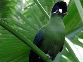 Фото Синехохлый турако