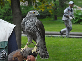 Смотреть фото Ястреб-тетеревятник Фото Ястреб-тетеревятник