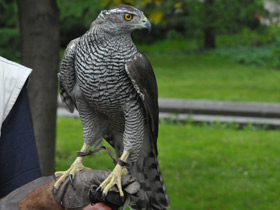 Смотреть фото Ястреб-тетеревятник Фото Ястреб-тетеревятник