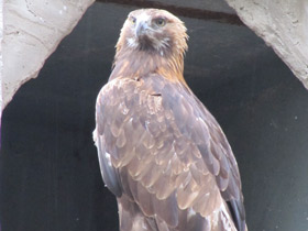 Смотреть фото Беркут Фото Беркут