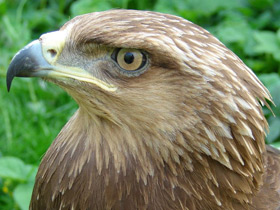 Малый подорлик Малый подорлик