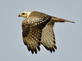 Смотреть фото Белоглазый канюк Фото Белоглазый канюк