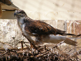 Смотреть фото Королевский канюк Фото Королевский канюк