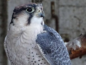 Смотреть фото Ланнер Фото Ланнер