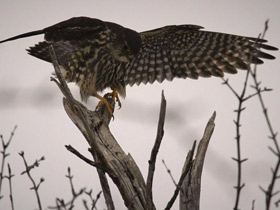 Смотреть фото Дербник Фото Дербник