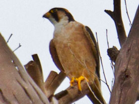 Смотреть фото Сокол Тейта Фото Сокол Тейта