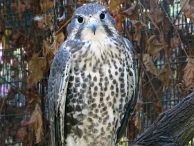 Смотреть фото Мексиканский сокол Фото Мексиканский сокол