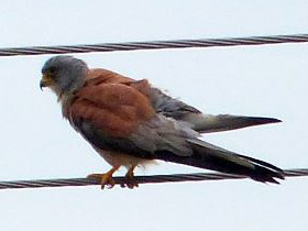 Фото Степная пустельга