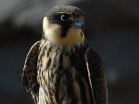 Смотреть фото Чеглок Фото Чеглок