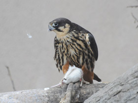 Смотреть фото Чеглок Фото Чеглок