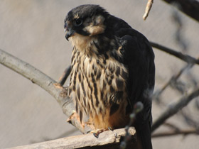 Смотреть фото Чеглок Фото Чеглок