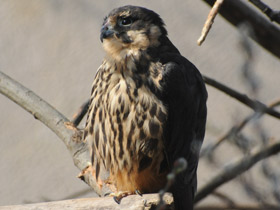 Смотреть фото Чеглок Фото Чеглок