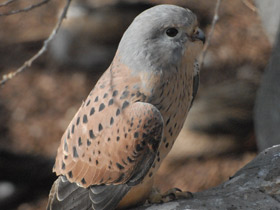 Смотреть фото Обыкновенная пустельга Фото Обыкновенная пустельга