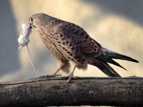 Смотреть фото Обыкновенная пустельга Фото Обыкновенная пустельга