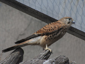 Смотреть фото Обыкновенная пустельга Фото Обыкновенная пустельга