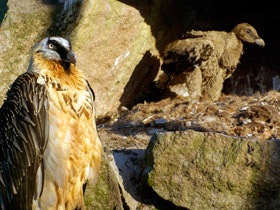 Смотреть фото Бородач Фото Бородач