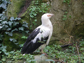 Смотреть фото Пальмовый гриф Фото Пальмовый гриф