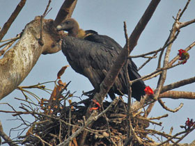 Смотреть фото Бенгальский сип Фото Бенгальский сип