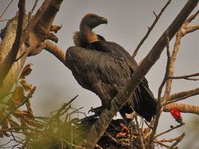 Смотреть фото Бенгальский сип Фото Бенгальский сип