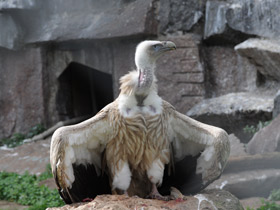 Смотреть фото Белоголовый сип Фото Белоголовый сип