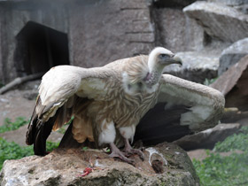 Смотреть фото Белоголовый сип Фото Белоголовый сип