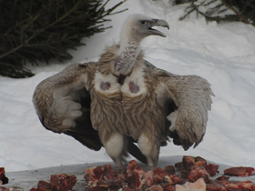 Смотреть фото Белоголовый сип Фото Белоголовый сип