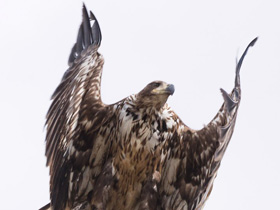 Смотреть фото Орлан-белохвост Фото Орлан-белохвост