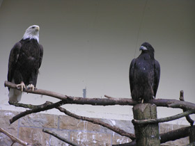 Смотреть фото Белоголовый орлан Фото Белоголовый орлан