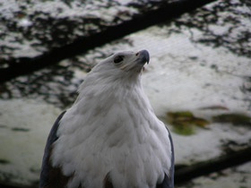 Смотреть фото Орлан-крикун Фото Орлан-крикун