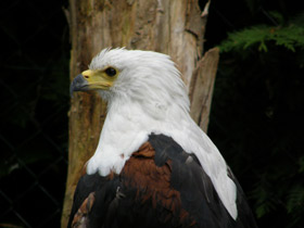 Орлан-крикун Орлан-крикун