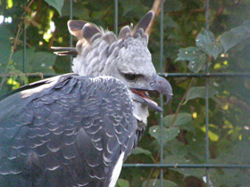 Смотреть фото Южноамериканская гарпия Фото Южноамериканская гарпия