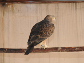 Смотреть фото Осоед Фото Осоед