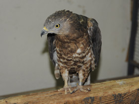 Смотреть фото Осоед Фото Осоед