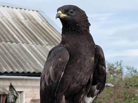 Смотреть фото Осоед Фото Осоед