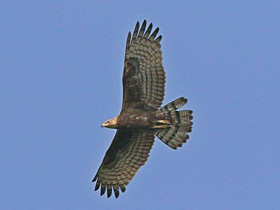 Хохлатый осоед Хохлатый осоед